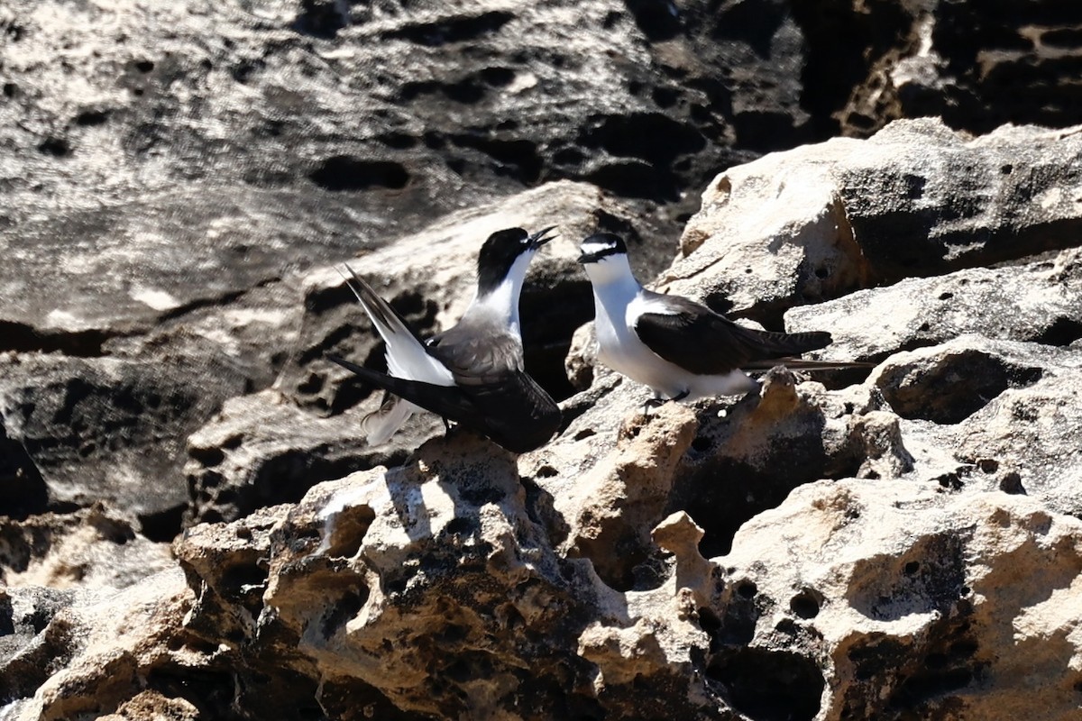 Bridled Tern - ML646751653
