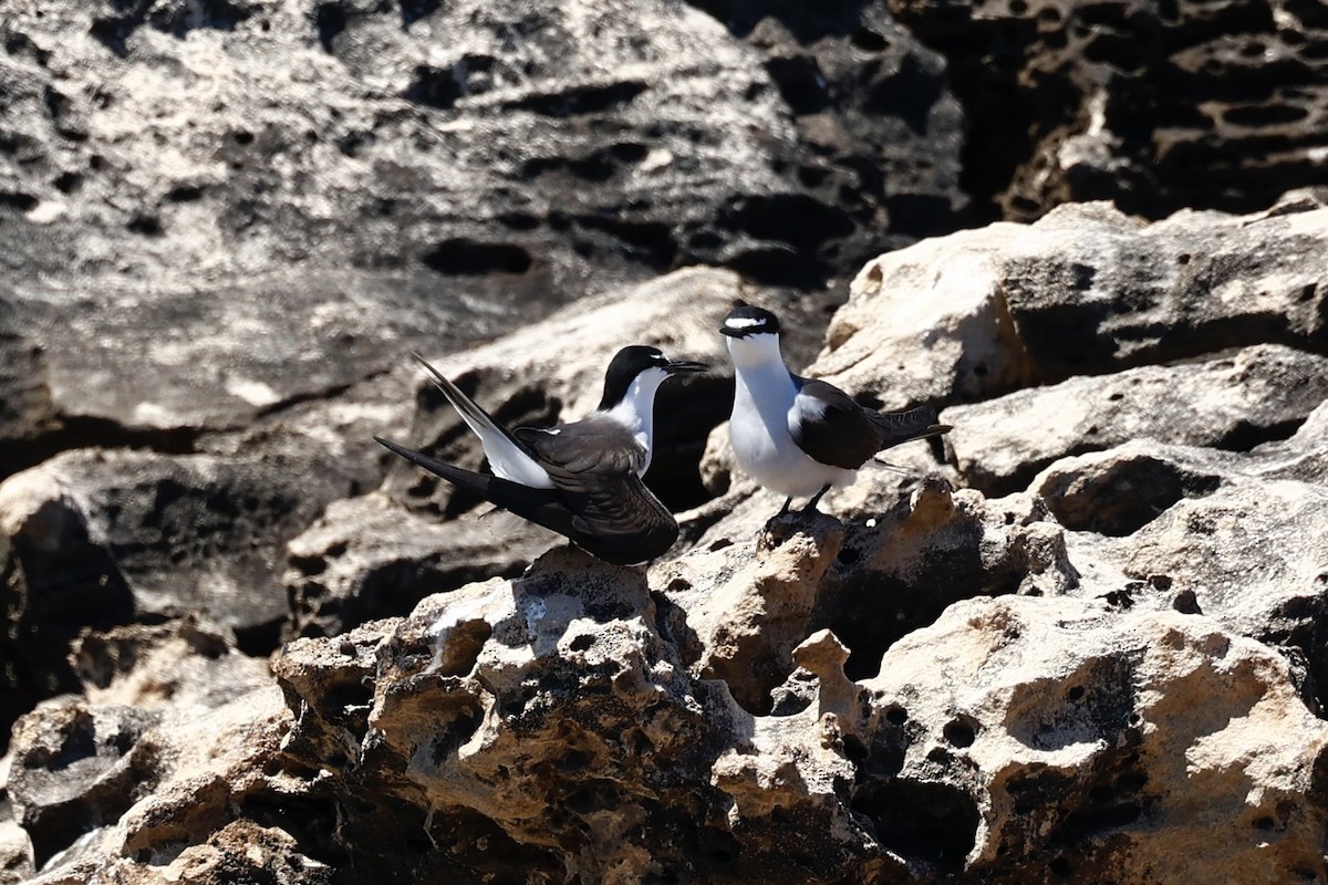 Bridled Tern - ML646751654