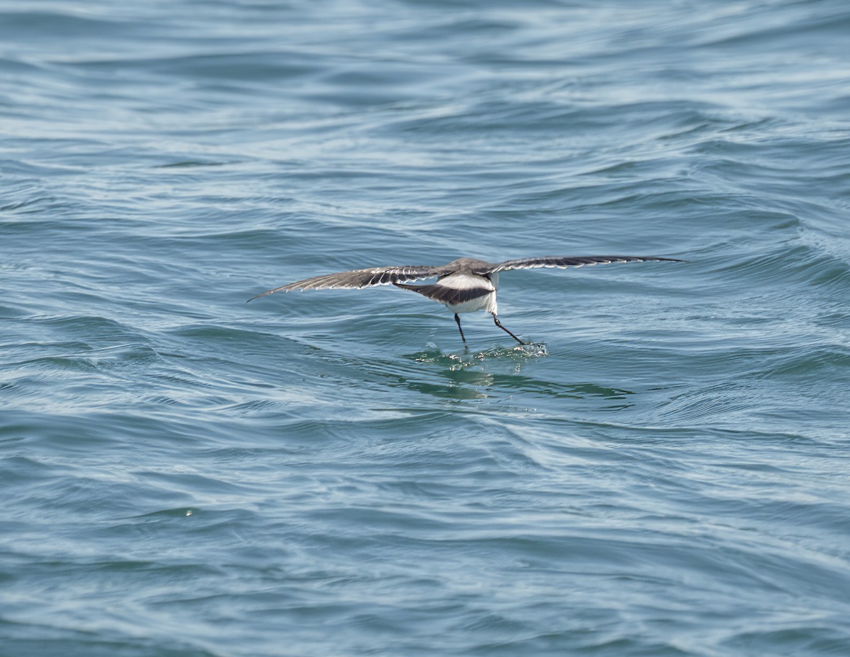 Weißgesicht-Sturmschwalbe - ML646751655