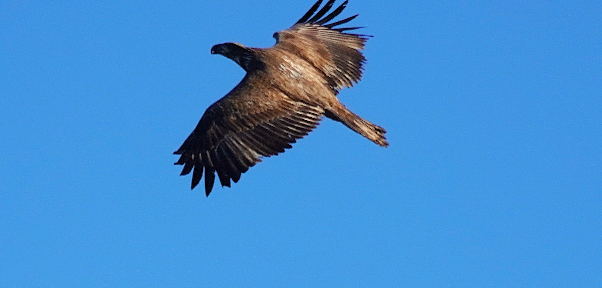 Bald Eagle - ML646751656