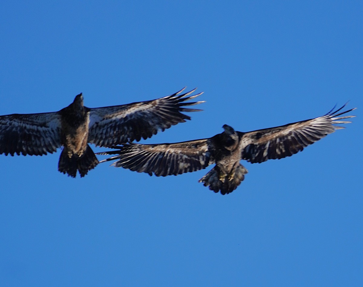 Bald Eagle - ML646751657