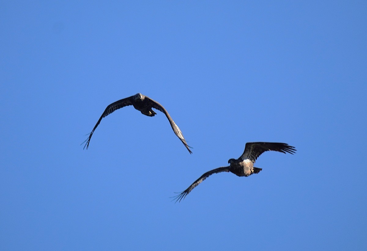 Bald Eagle - ML646751658