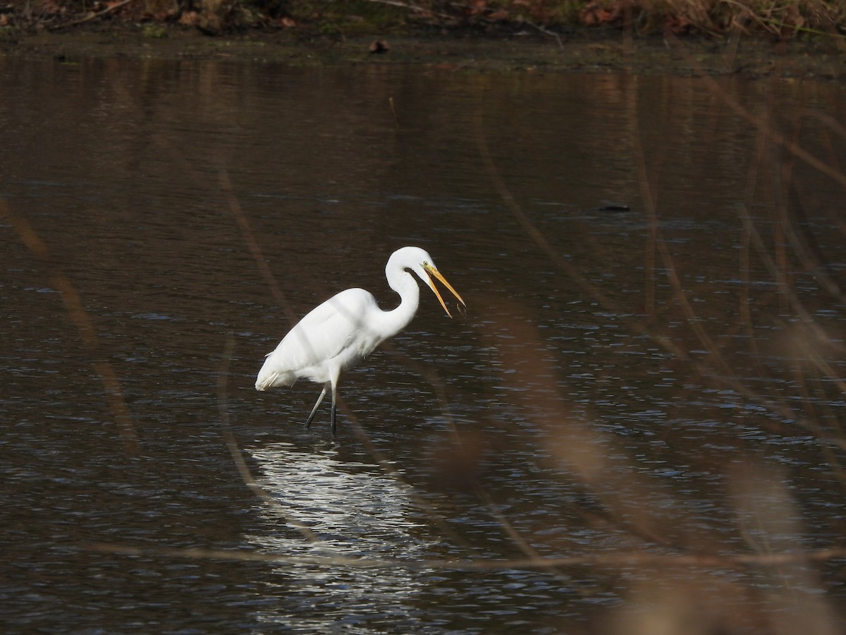 Great Egret - ML646751659