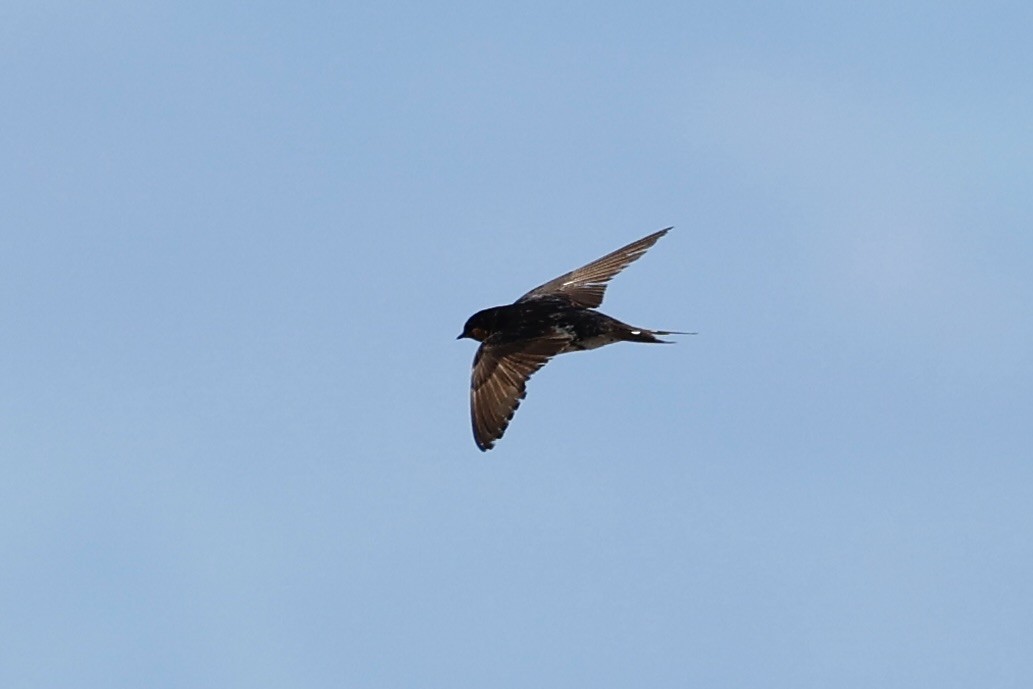 Welcome Swallow - ML646751660