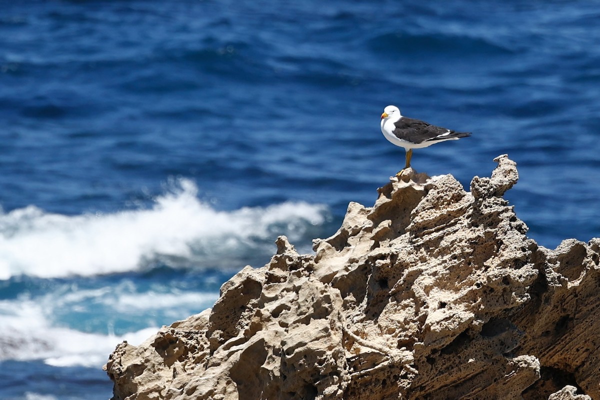 Pacific Gull - ML646751663