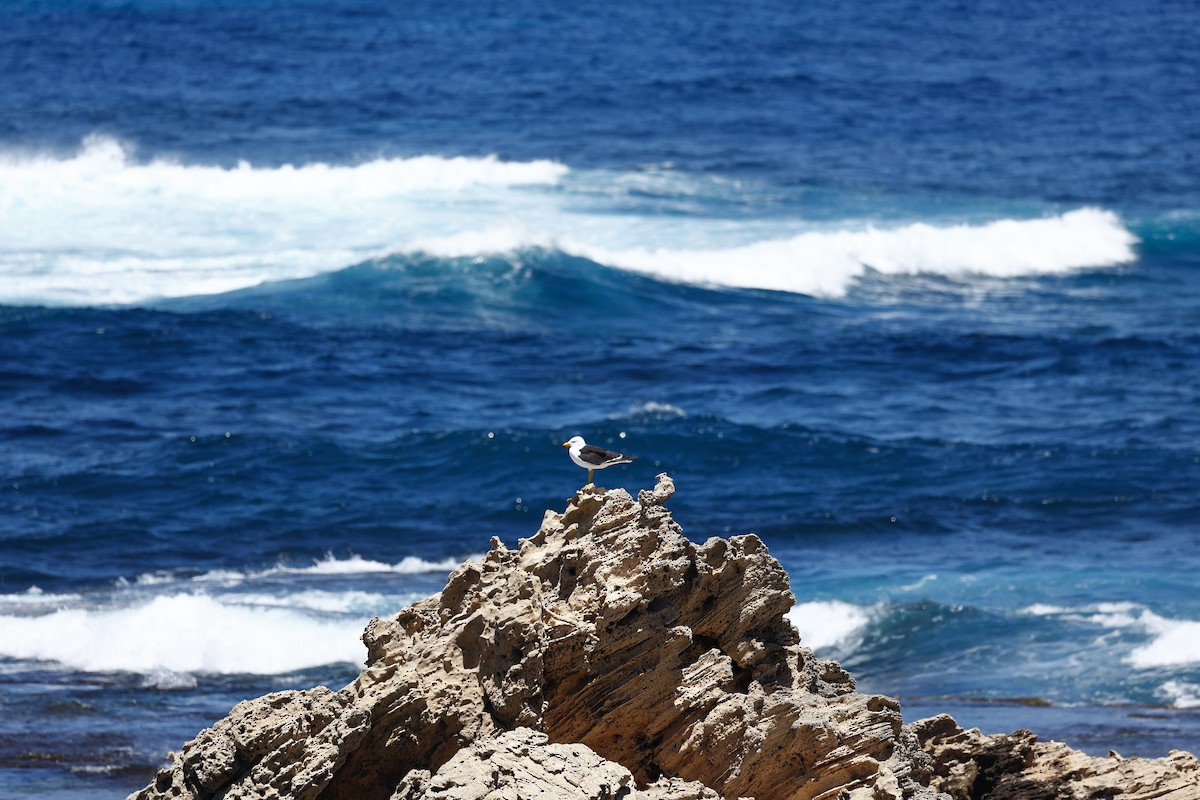 Pacific Gull - ML646751664