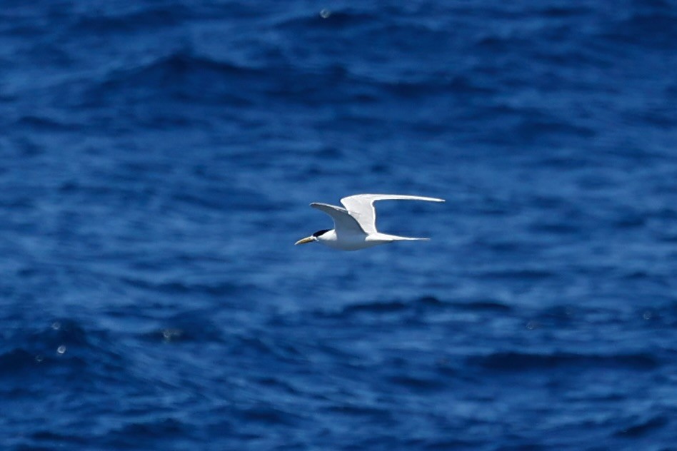 Great Crested Tern - ML646751666