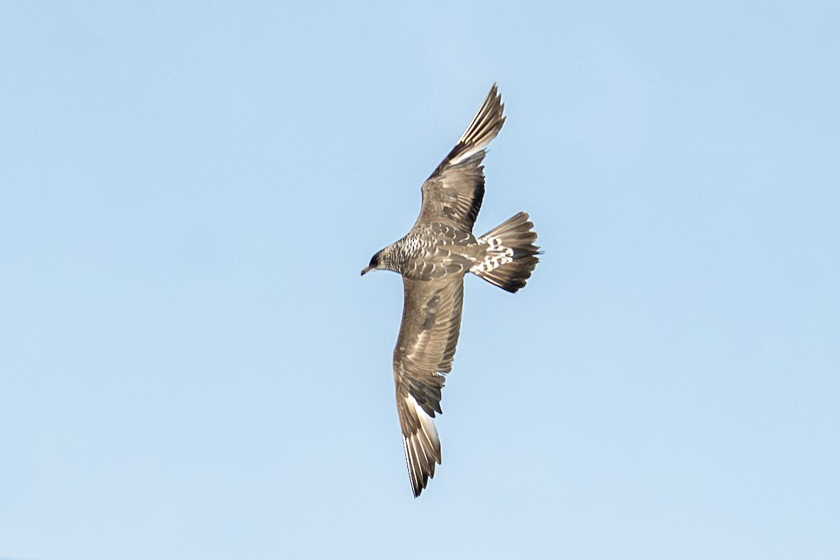 Labbe parasite - ML646751669