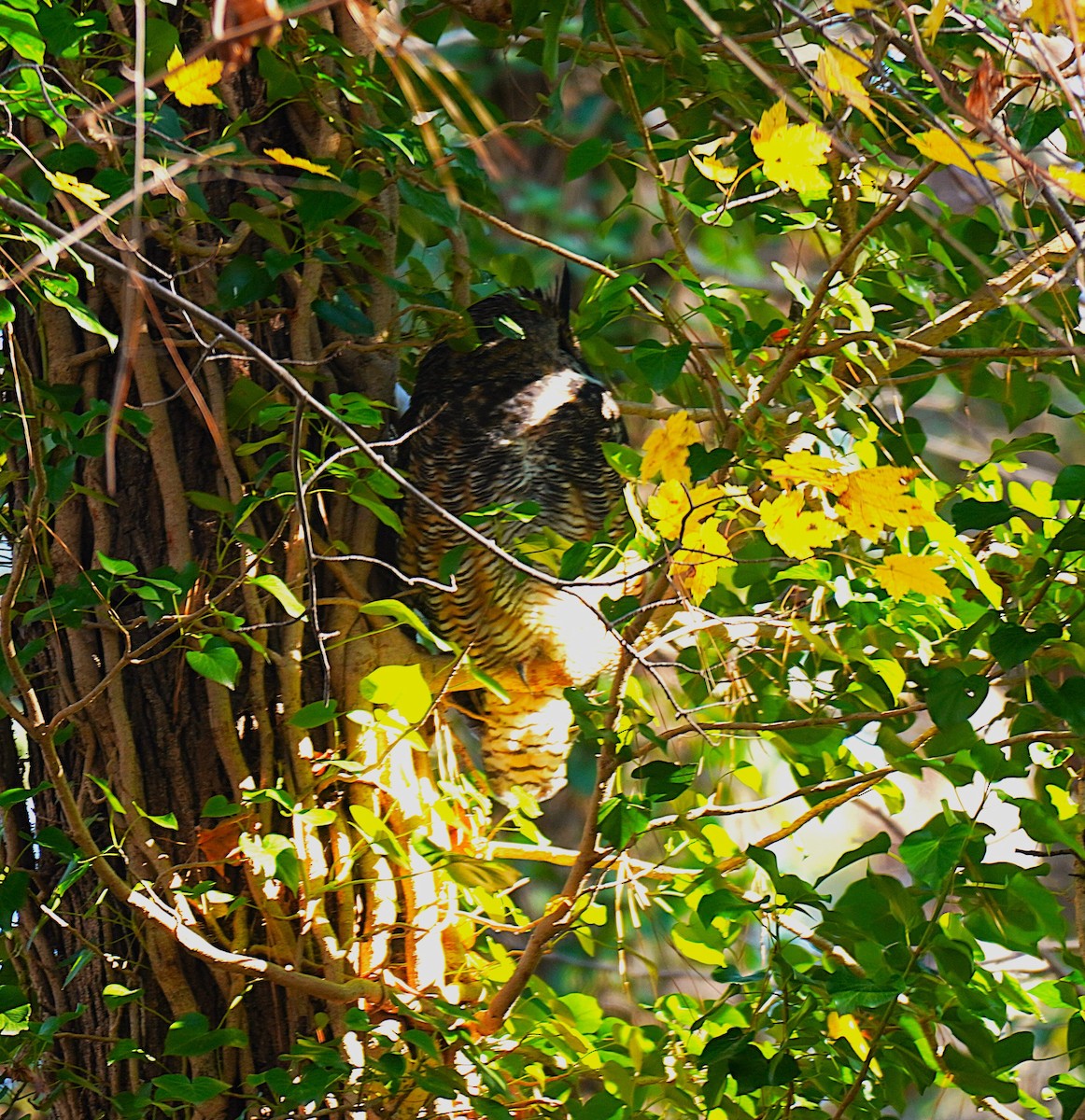 Great Horned Owl - ML646751671