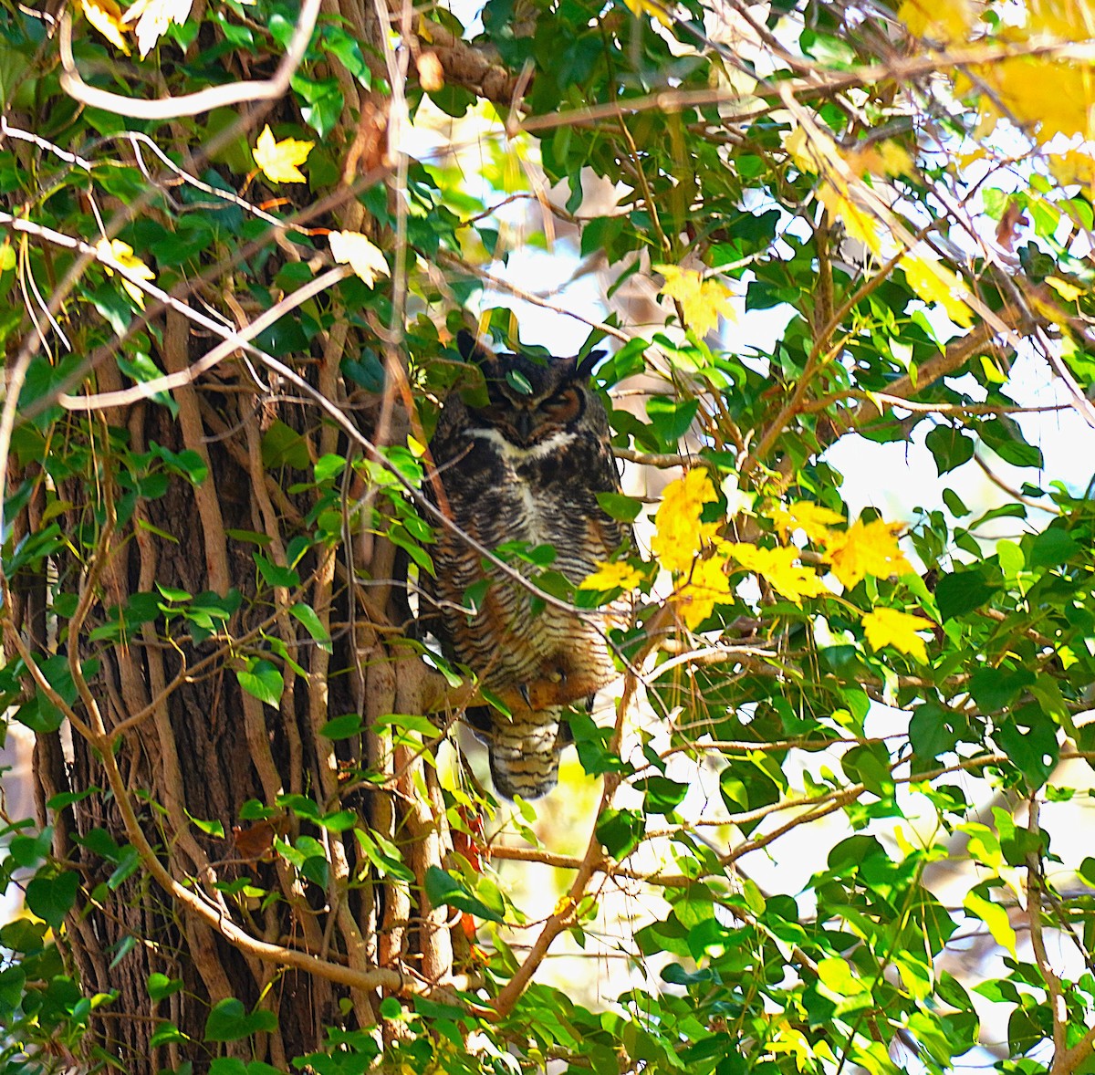 Great Horned Owl - ML646751672