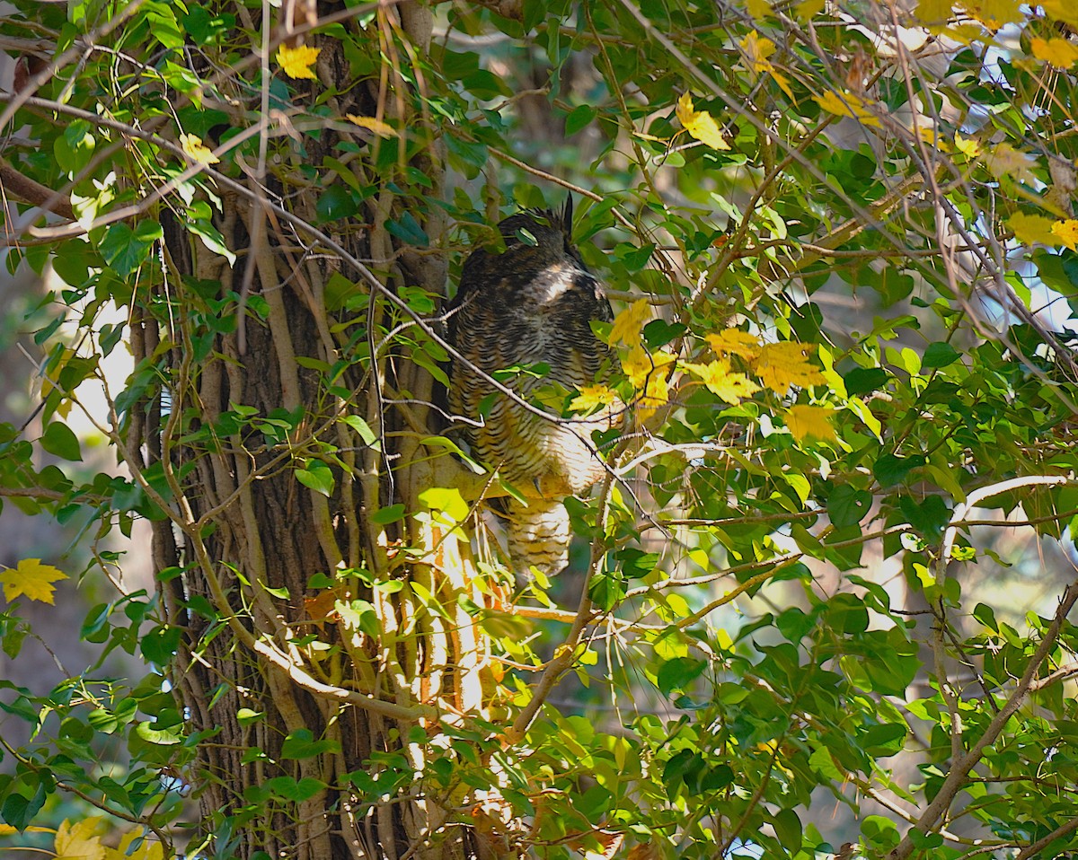 Great Horned Owl - ML646751673