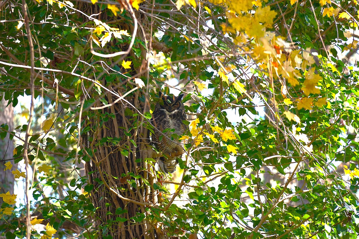 Great Horned Owl - ML646751675