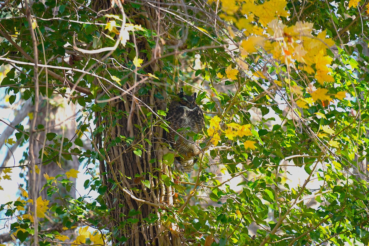 Great Horned Owl - ML646751676