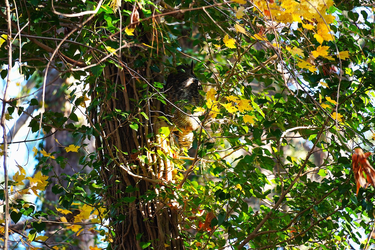 Great Horned Owl - ML646751677