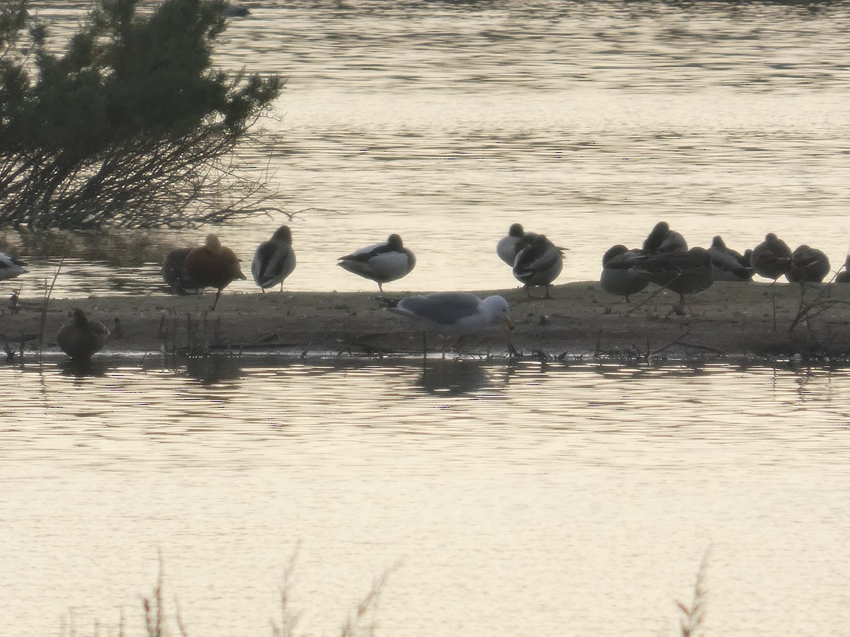 Kaio hankahoria - ML646751678