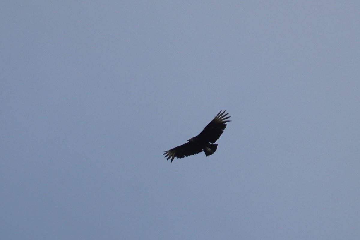 Black Vulture - ML646751680