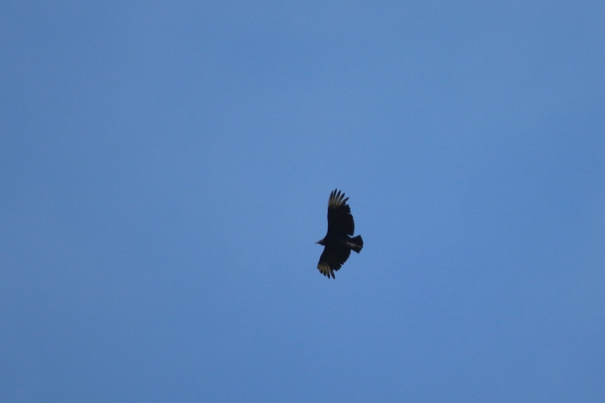 Black Vulture - ML646751681
