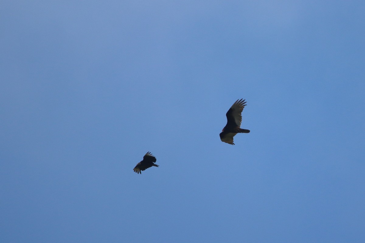 Turkey Vulture - ML646751682