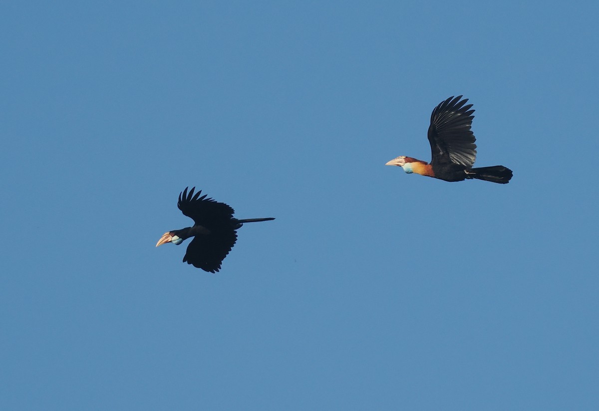 Sumba Hornbill - ML646751688