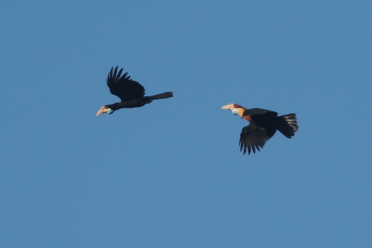 Sumba Hornbill - ML646751689