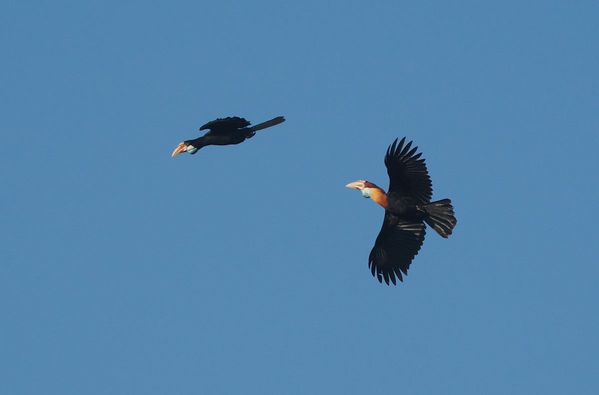 Sumba Hornbill - ML646751690