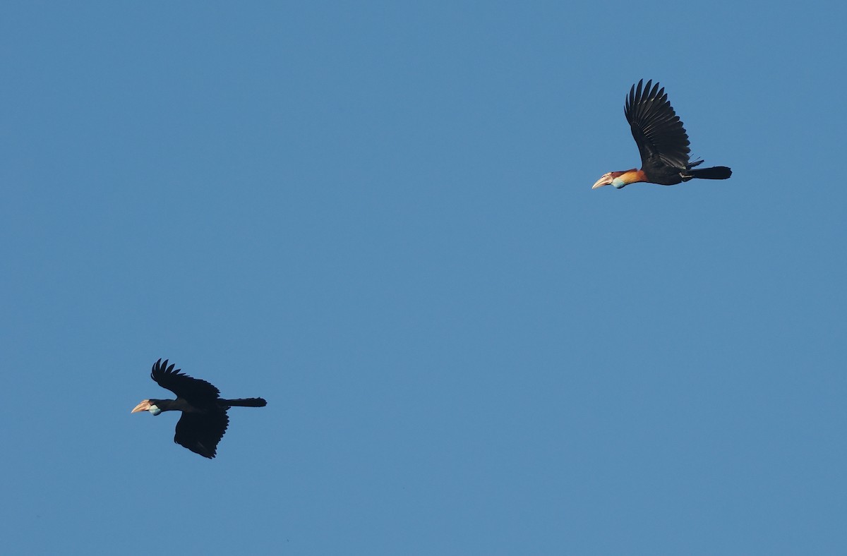 Sumba Hornbill - ML646751691