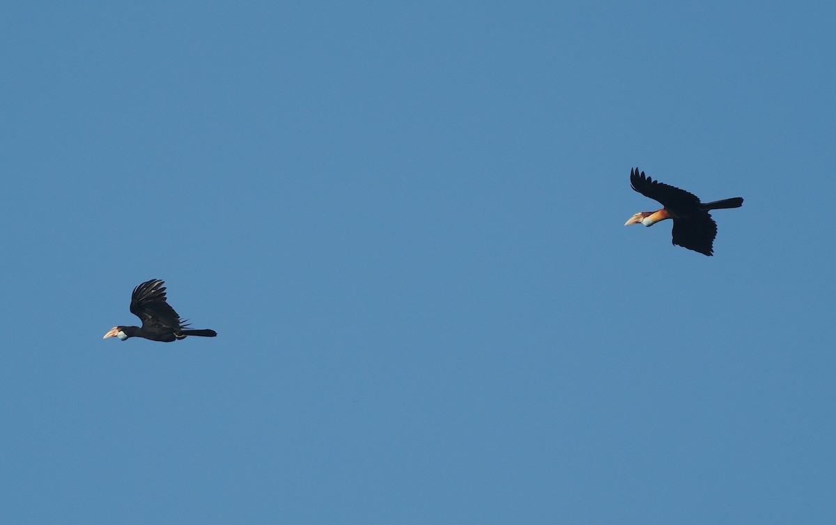 Sumba Hornbill - ML646751692