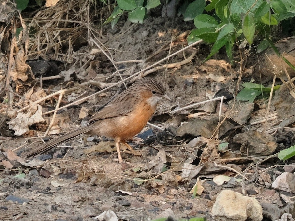 Common Babbler - ML646751693