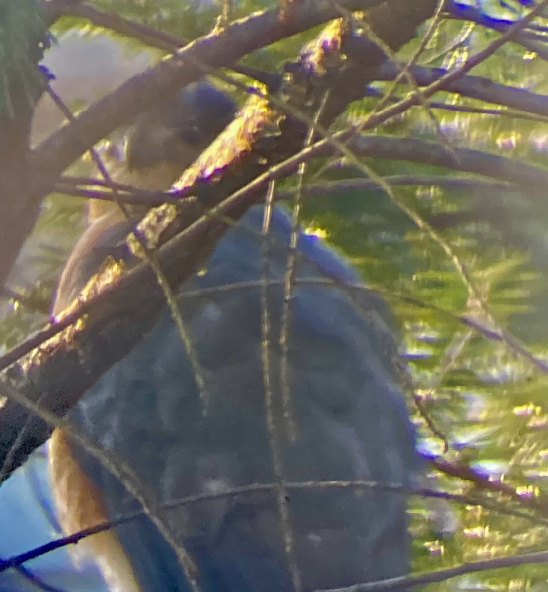 Cooper's Hawk - ML646751698