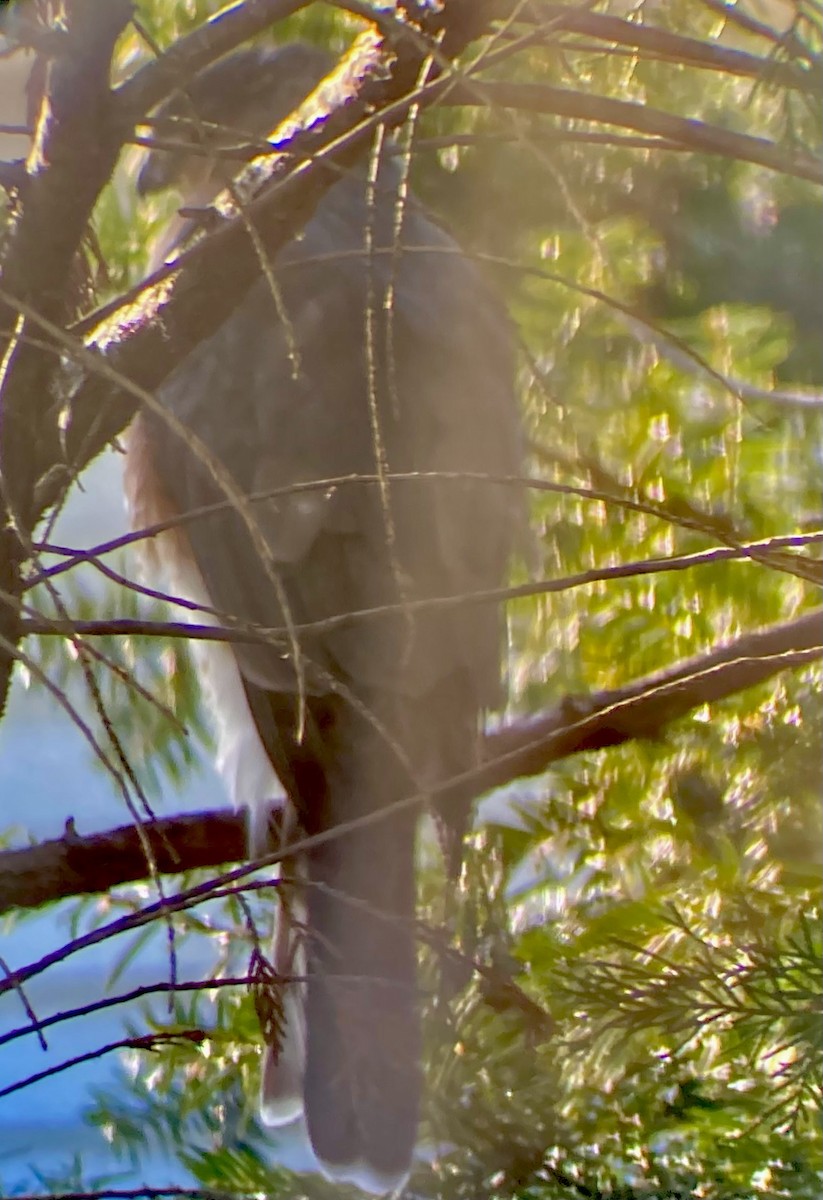 Cooper's Hawk - ML646751700