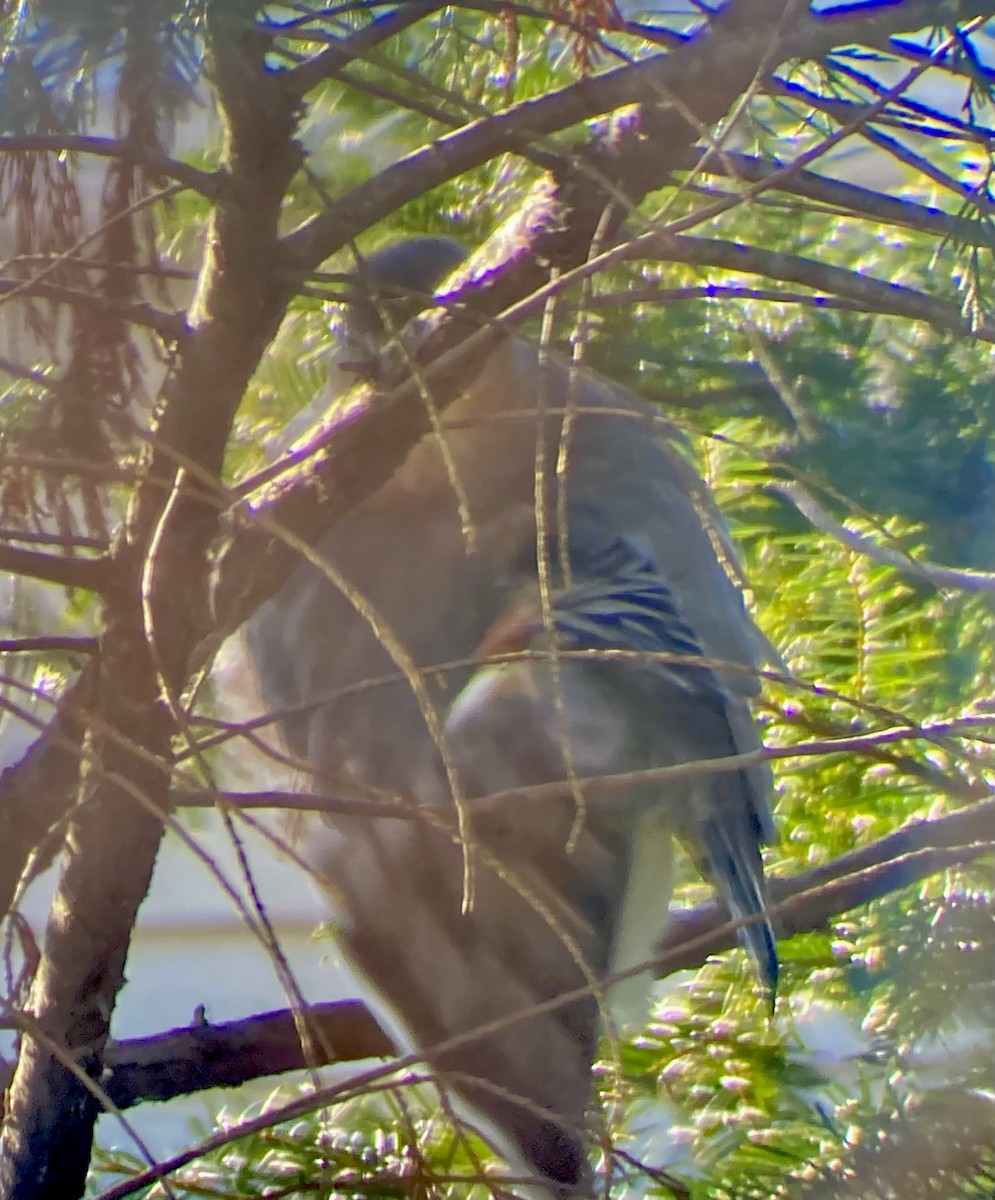 Cooper's Hawk - ML646751702
