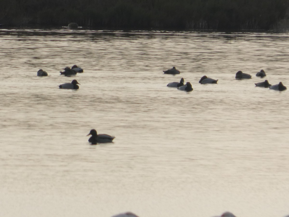 Murgilari arrunta - ML646751710