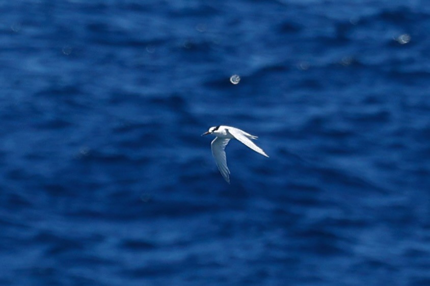 Australian Fairy Tern - ML646751711