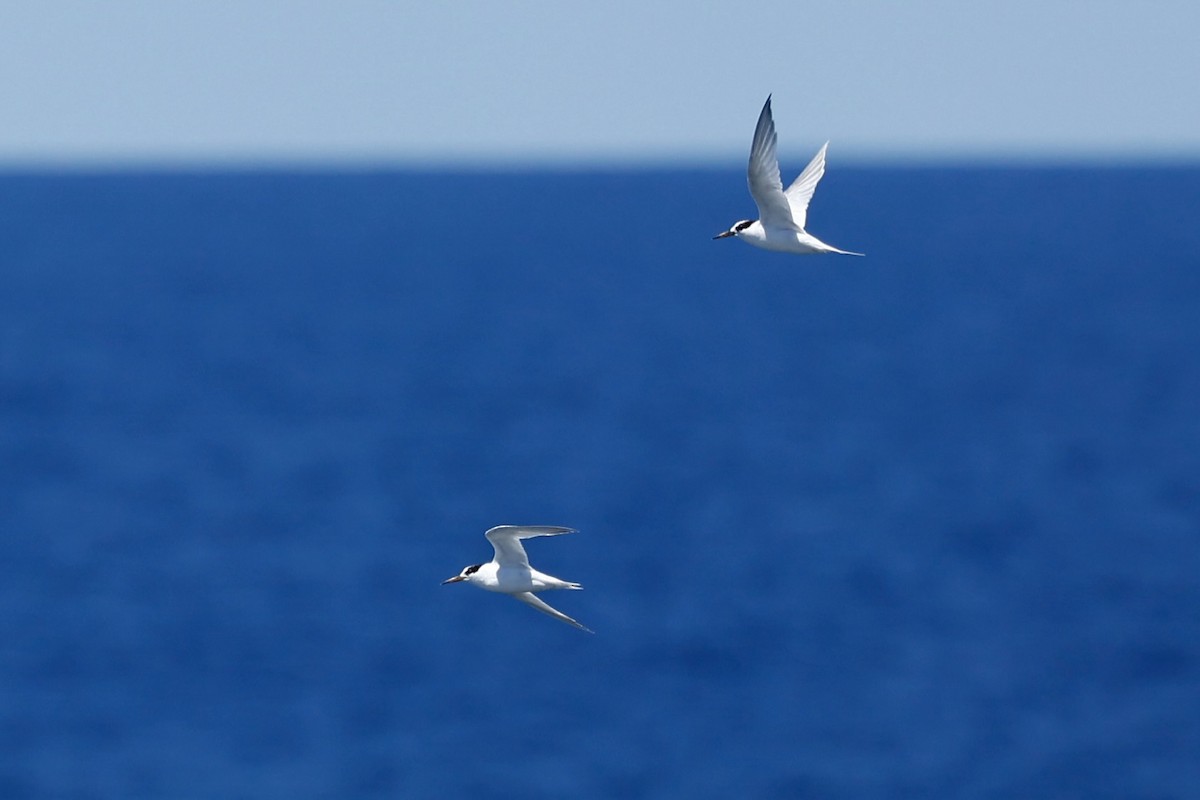 Australian Fairy Tern - ML646751712