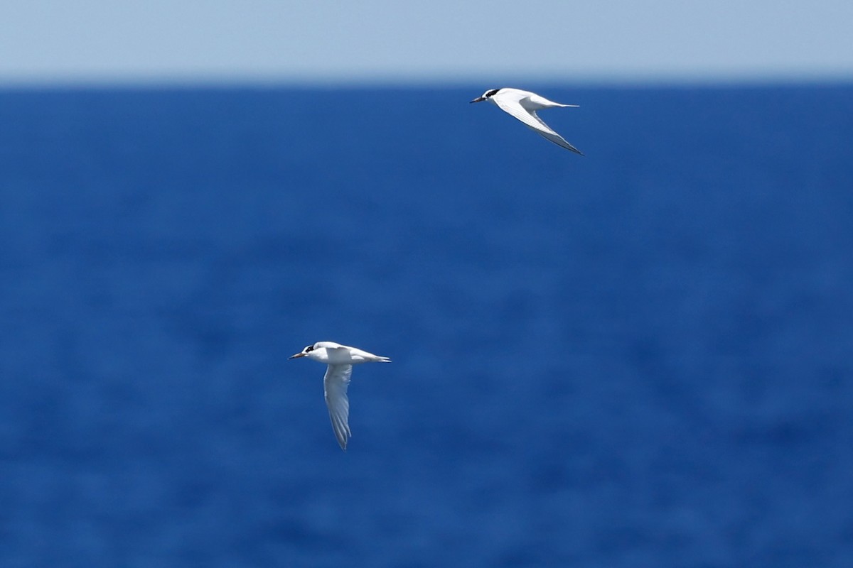 Australian Fairy Tern - ML646751713