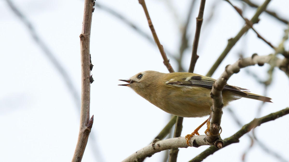 Regolo - ML646751714