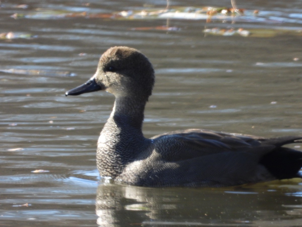 Gadwall - ML646751716
