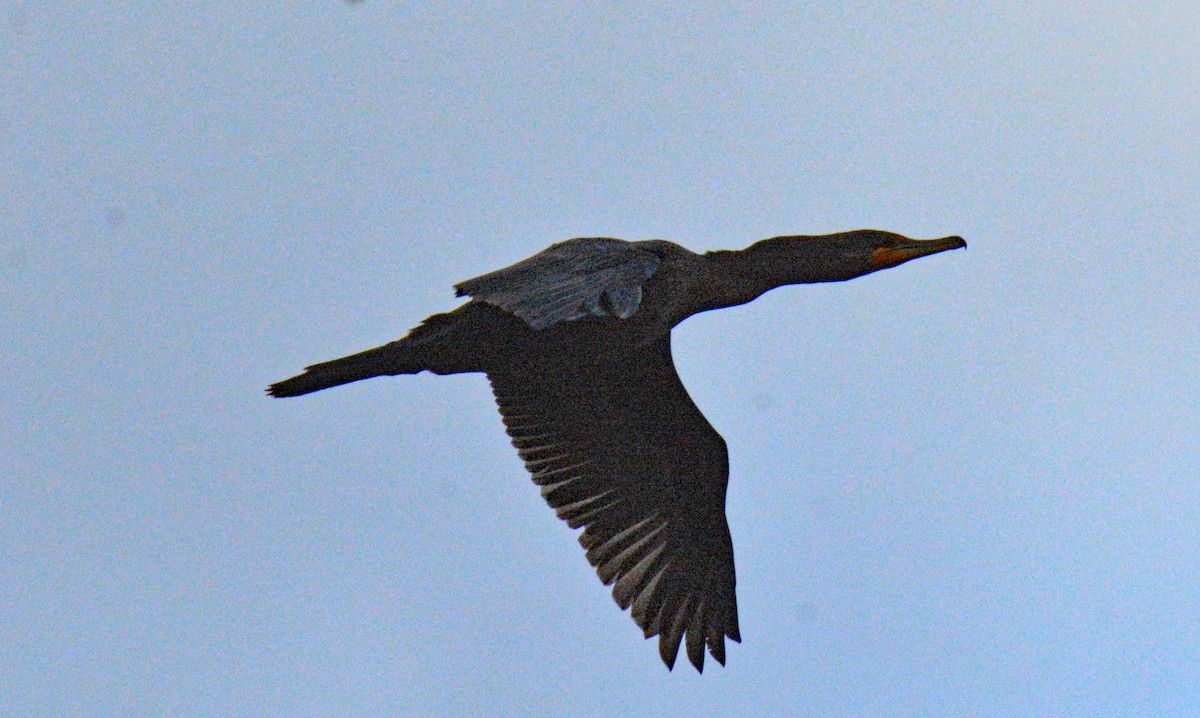 Ohrenscharbe - ML646751717