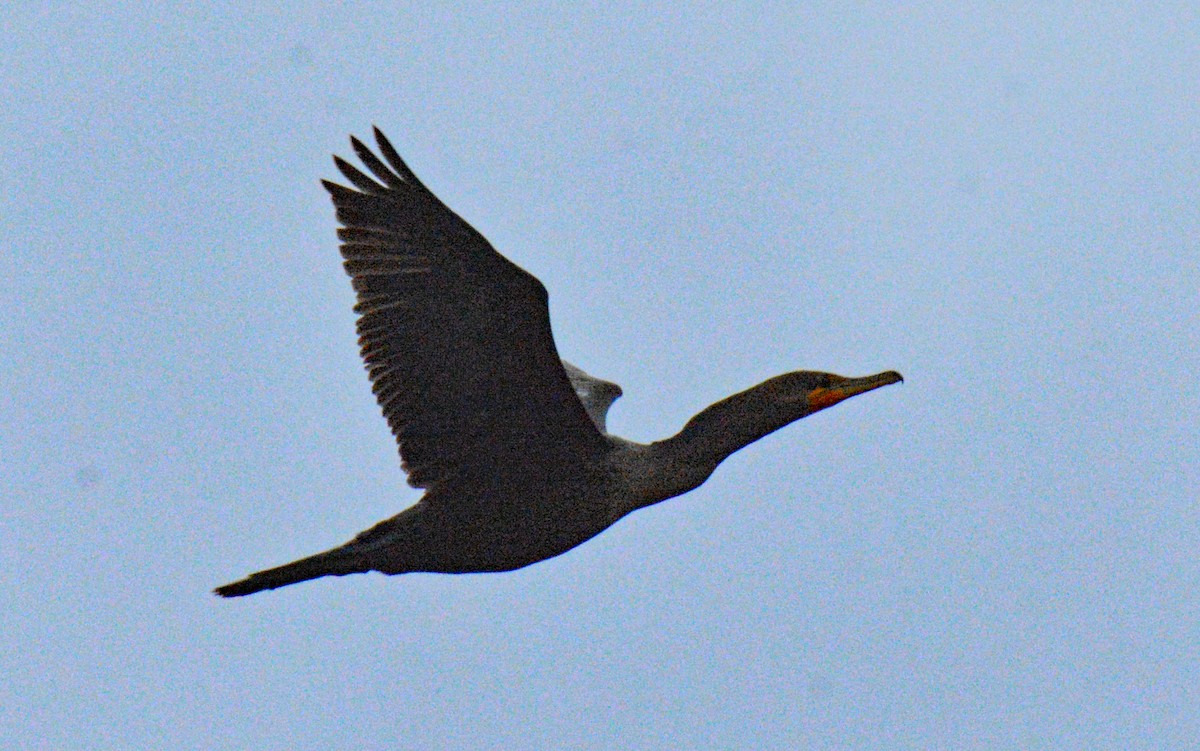 Ohrenscharbe - ML646751718