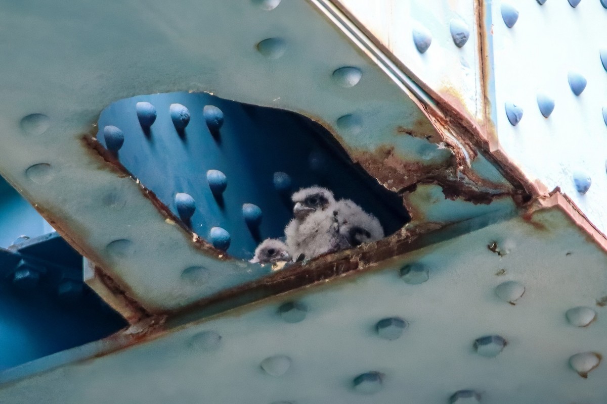 Peregrine Falcon - ML646751720