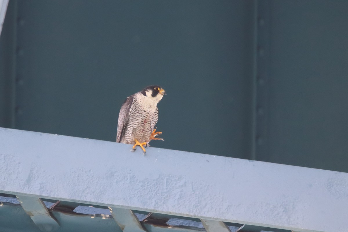 Peregrine Falcon - ML646751722