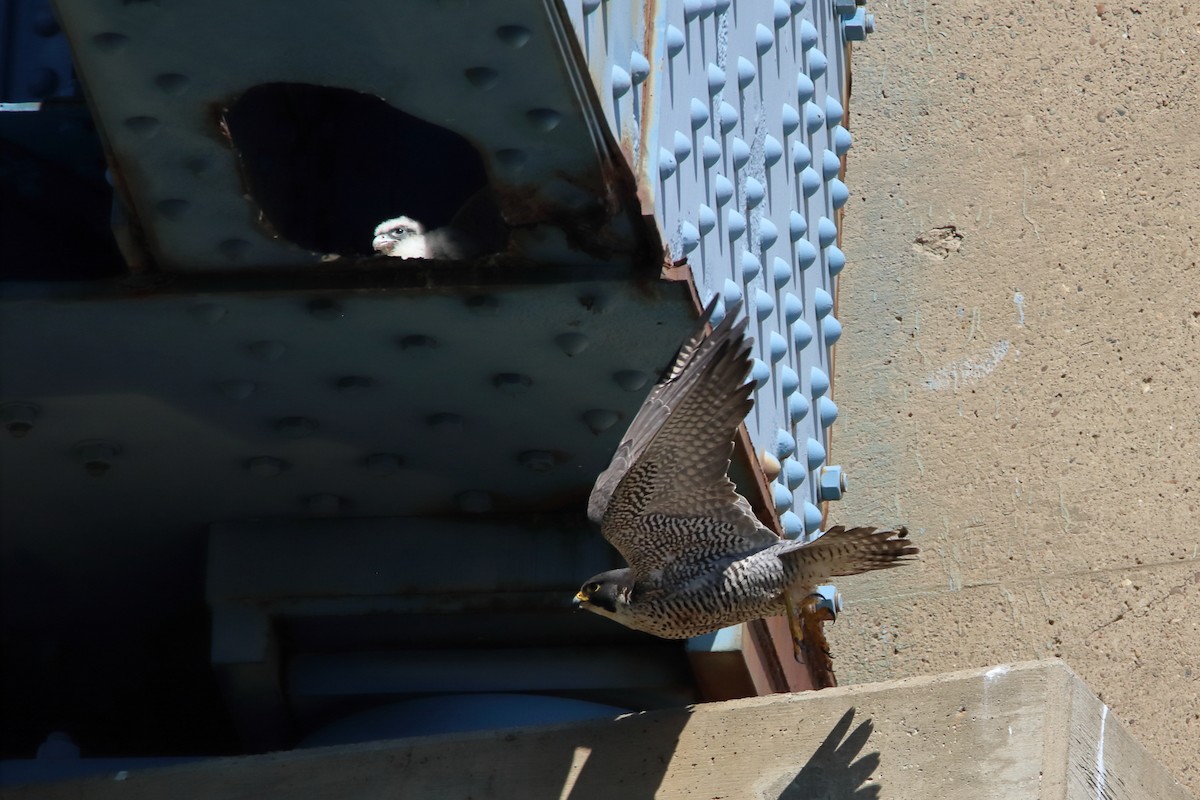 Peregrine Falcon - ML646751723