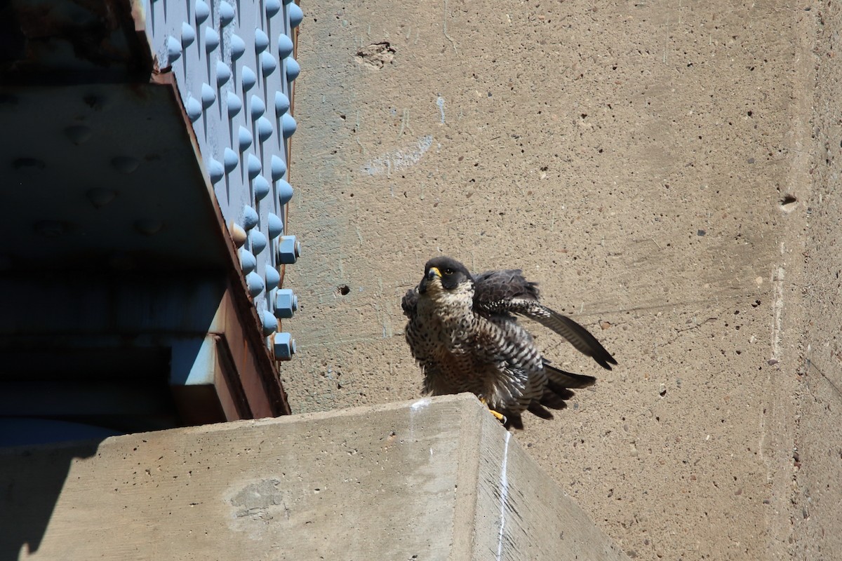 Peregrine Falcon - ML646751725
