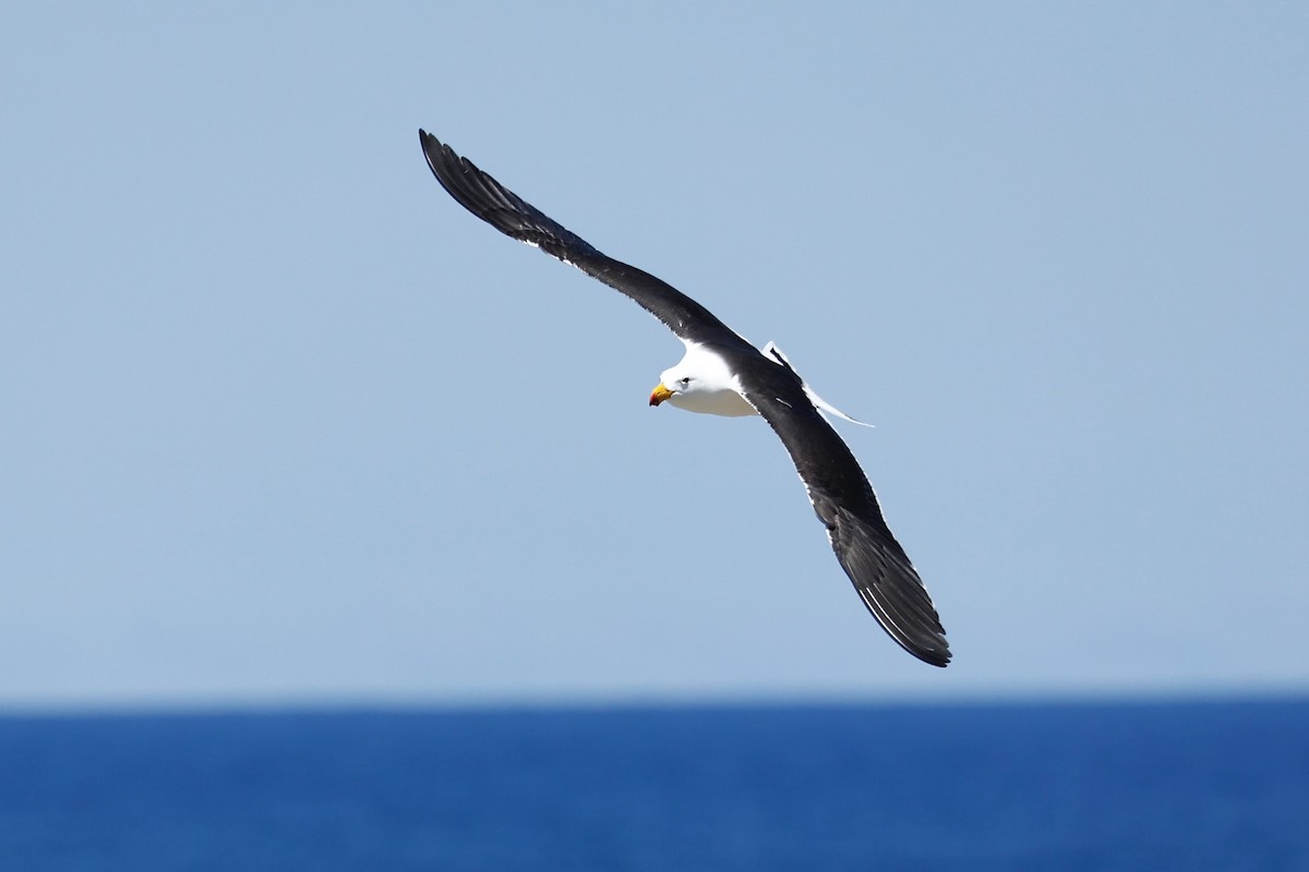 Pacific Gull - ML646751726