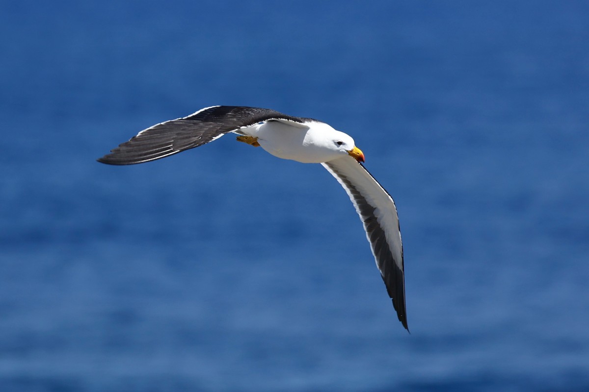 Pacific Gull - ML646751727