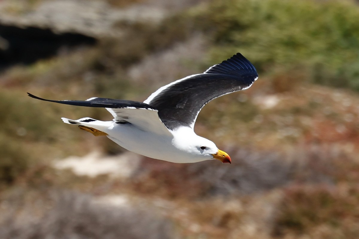 Pacific Gull - ML646751728