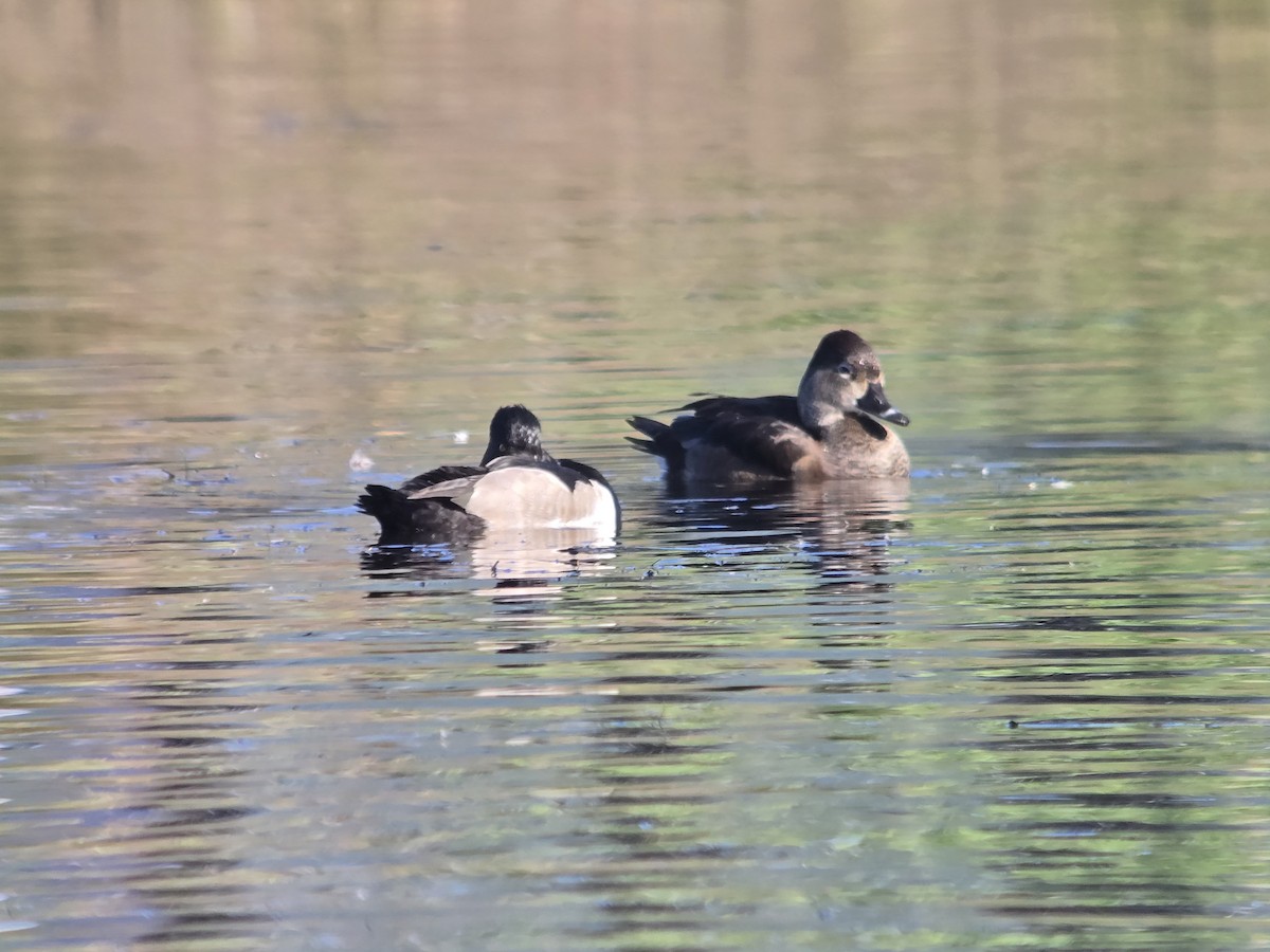 Ring-necked Duck - ML646751729