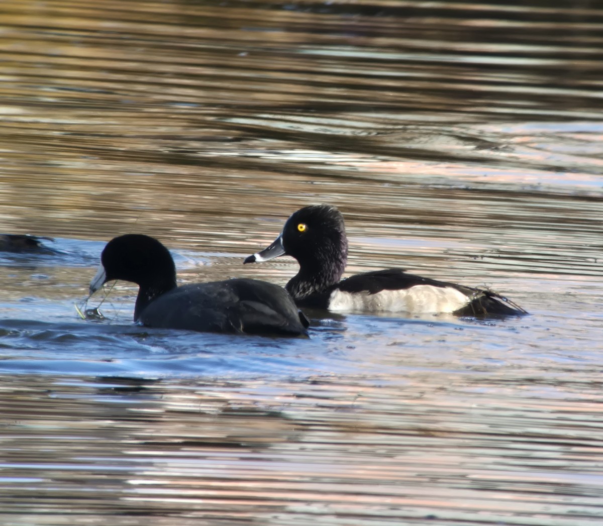 Ring-necked Duck - ML646751730