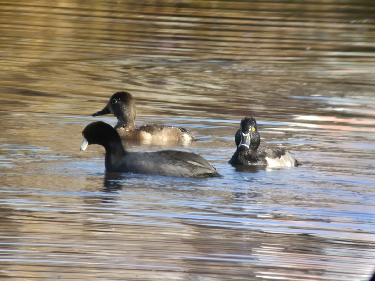 Ring-necked Duck - ML646751731