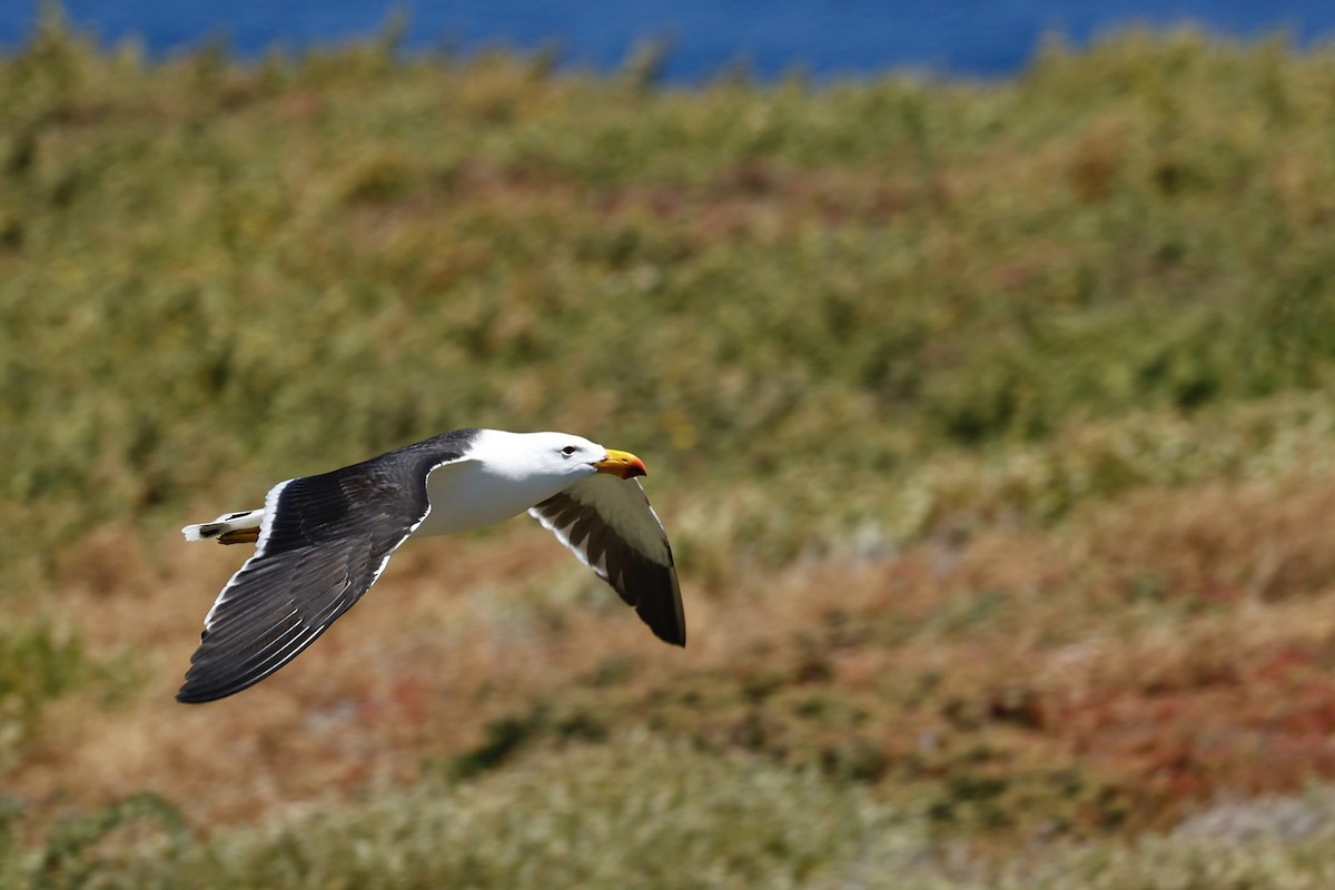 Pacific Gull - ML646751732